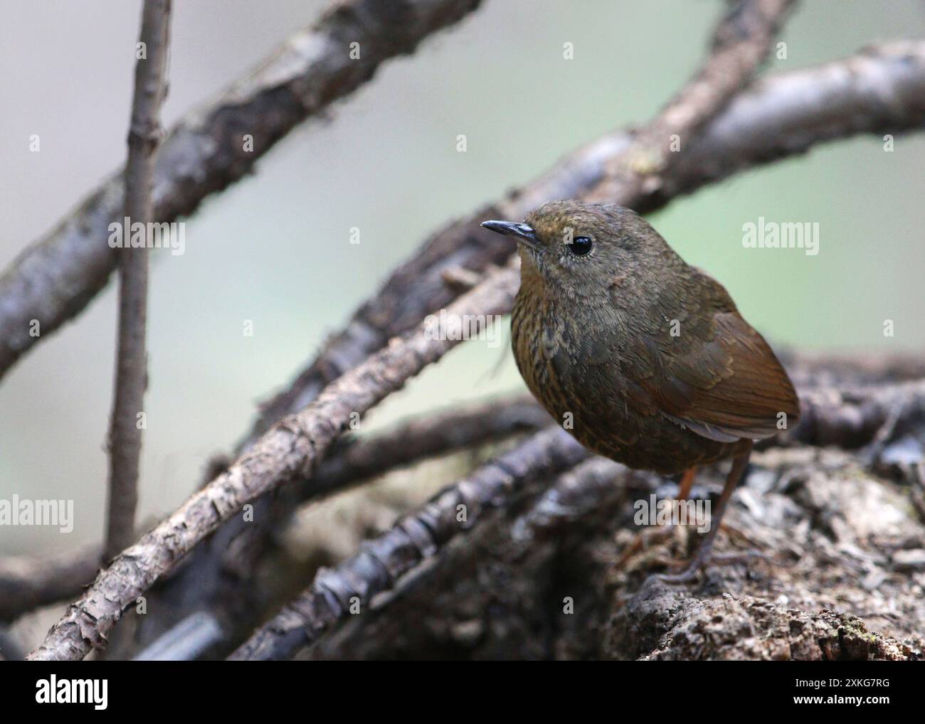 Makelloser Cupwing, Nepal Cupwing, nepalesischer Wren-babbler (Pnoepyga immaculata), auf einem Baumstumpf, Indien, Dhangatti Stockfoto