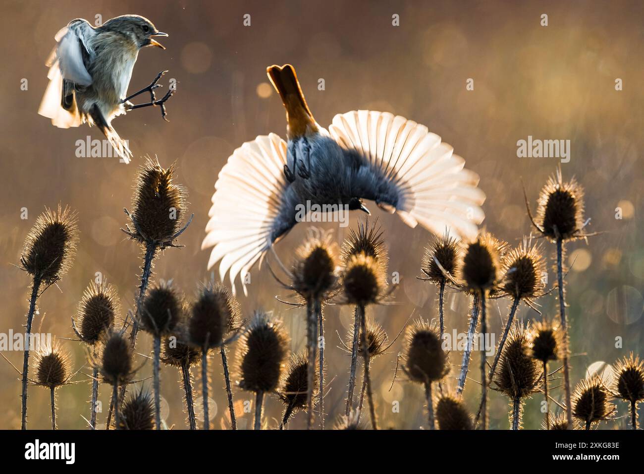 Stonechat (Saxicola rubicola, Saxicola torquata rubicola), weibliche Landung in niedriger Vegetation, Verjagd eines Black Redstart, Italien, Toskana, Sta Stockfoto