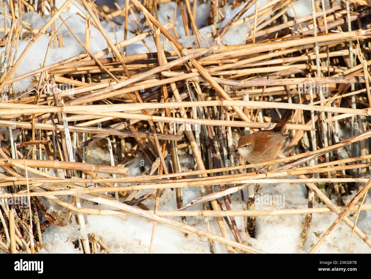Cetti's Gras (Cettia cetti), auf getrocknetem Dünengras, Seitenansicht, Niederlande, Südholland, Berkheide Stockfoto