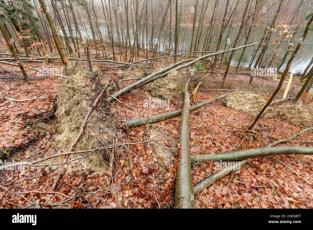 Entwurzelte Bäume im Wald, Deutschland Stockfoto