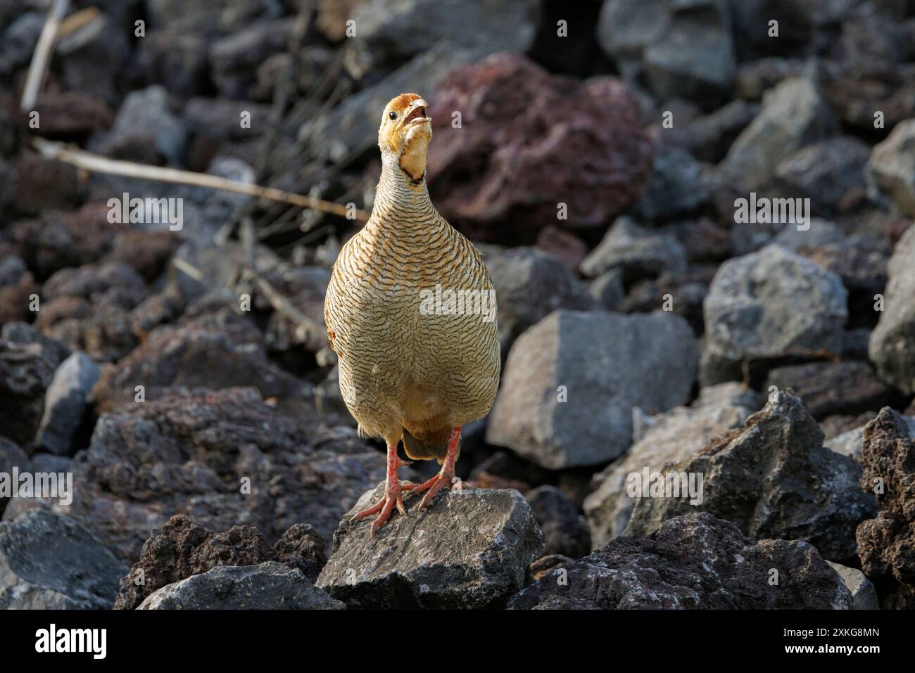 Indisches graues Francolin, graues Francolin, graues Rebhühnchen (Francolinus pondicerianus), genannt männlich auf Lava, USA, Hawaii, Mauna Lani, Big Island Stockfoto
