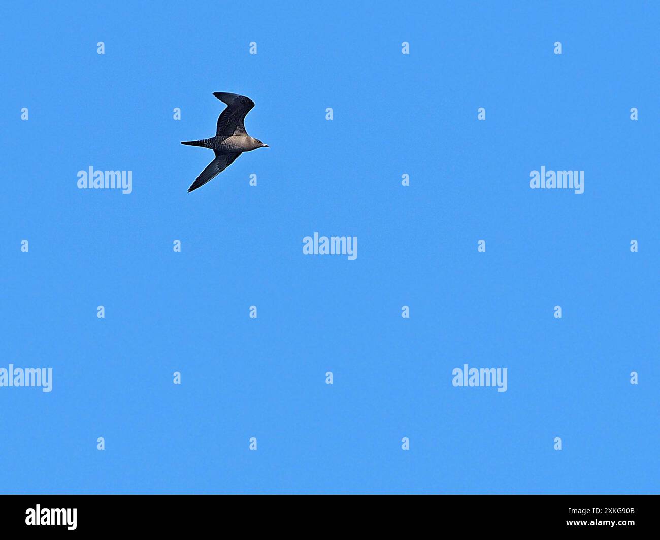 Langschwanz-Skua, Langschwanz-jaeger (Stercorarius longicaudus), fliegend unreif, Indonesien, Bandasee Stockfoto