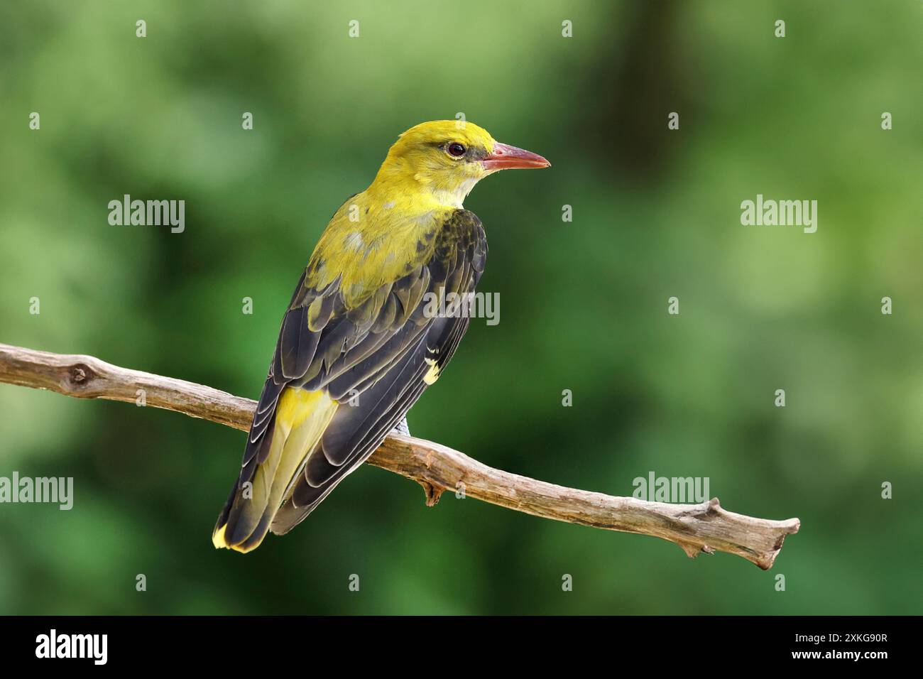 golden oriole (Oriolus oriolus), Weibchen sitzend auf einem Zweig, Niederlande, Drenthe, Emmen Stockfoto