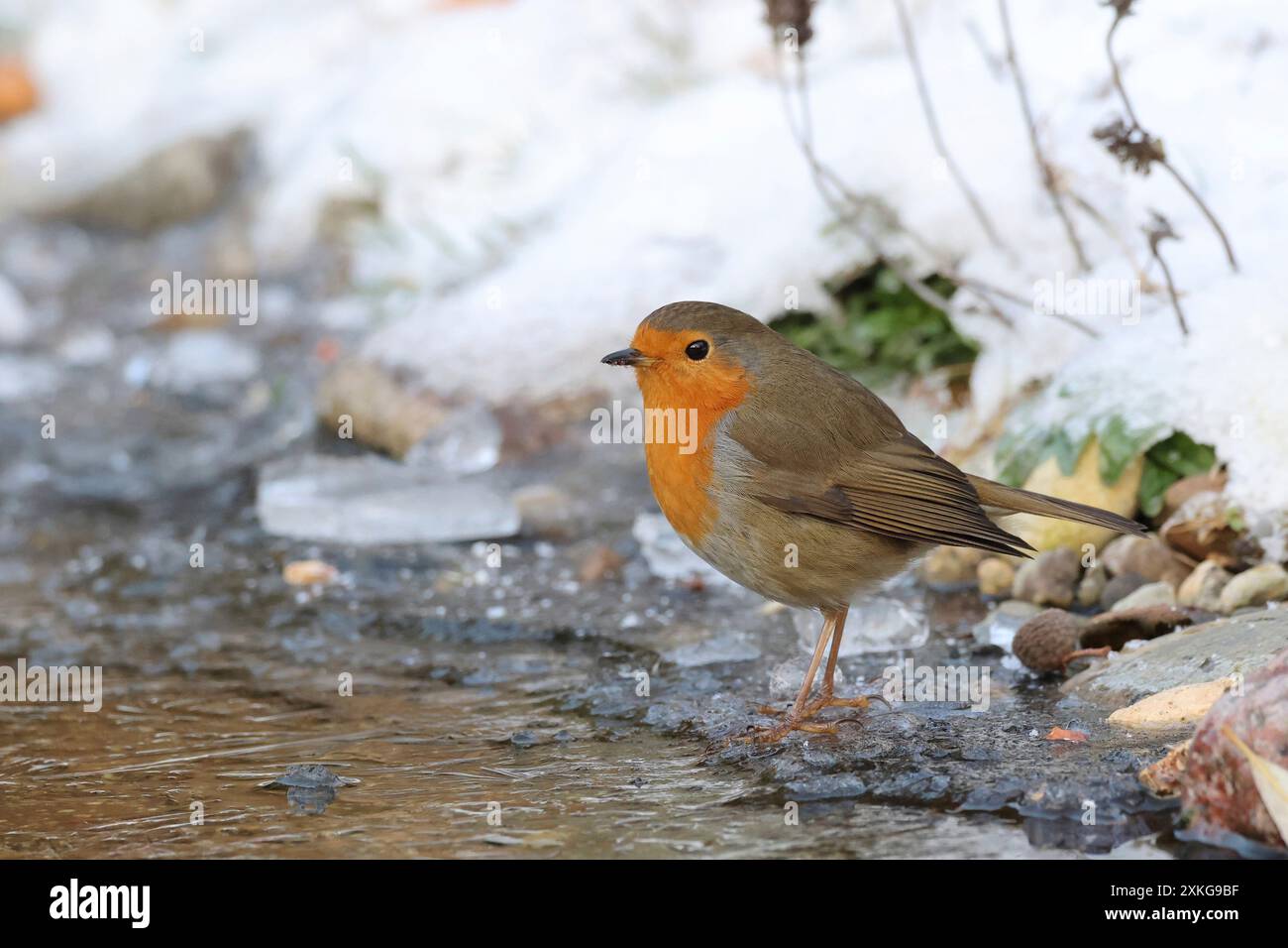 robin (Erithacus rubecula), am gefrorenen Bach, Deutschland, Mecklenburg-Vorpommern Stockfoto