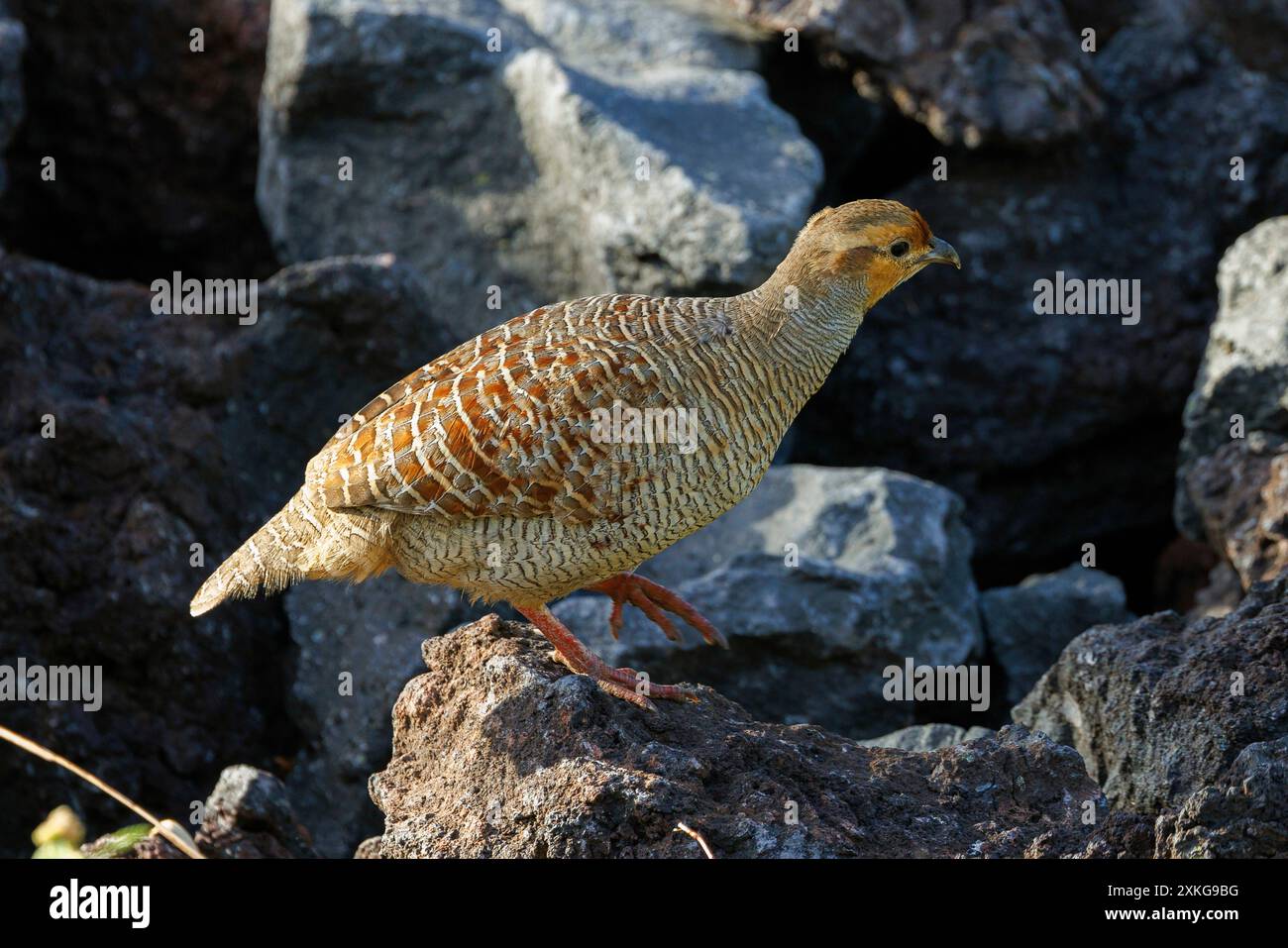 Indisches graues Francolin, graues Francolin, graues Rebhühnchen (Francolinus pondicerianus), männlich auf Lava, USA, Hawaii, Mauna Lani, Big Island Stockfoto