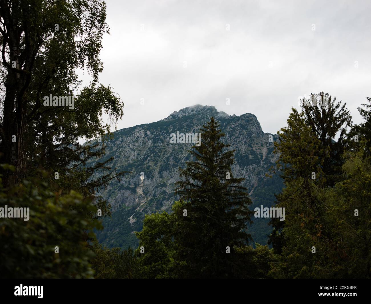 Hochstaufen mit Blick auf die Wolken von Bad Reichenhall. Bäume stehen vorne. Deutsche Alpenlandschaft mit massiven Felsen. Stockfoto