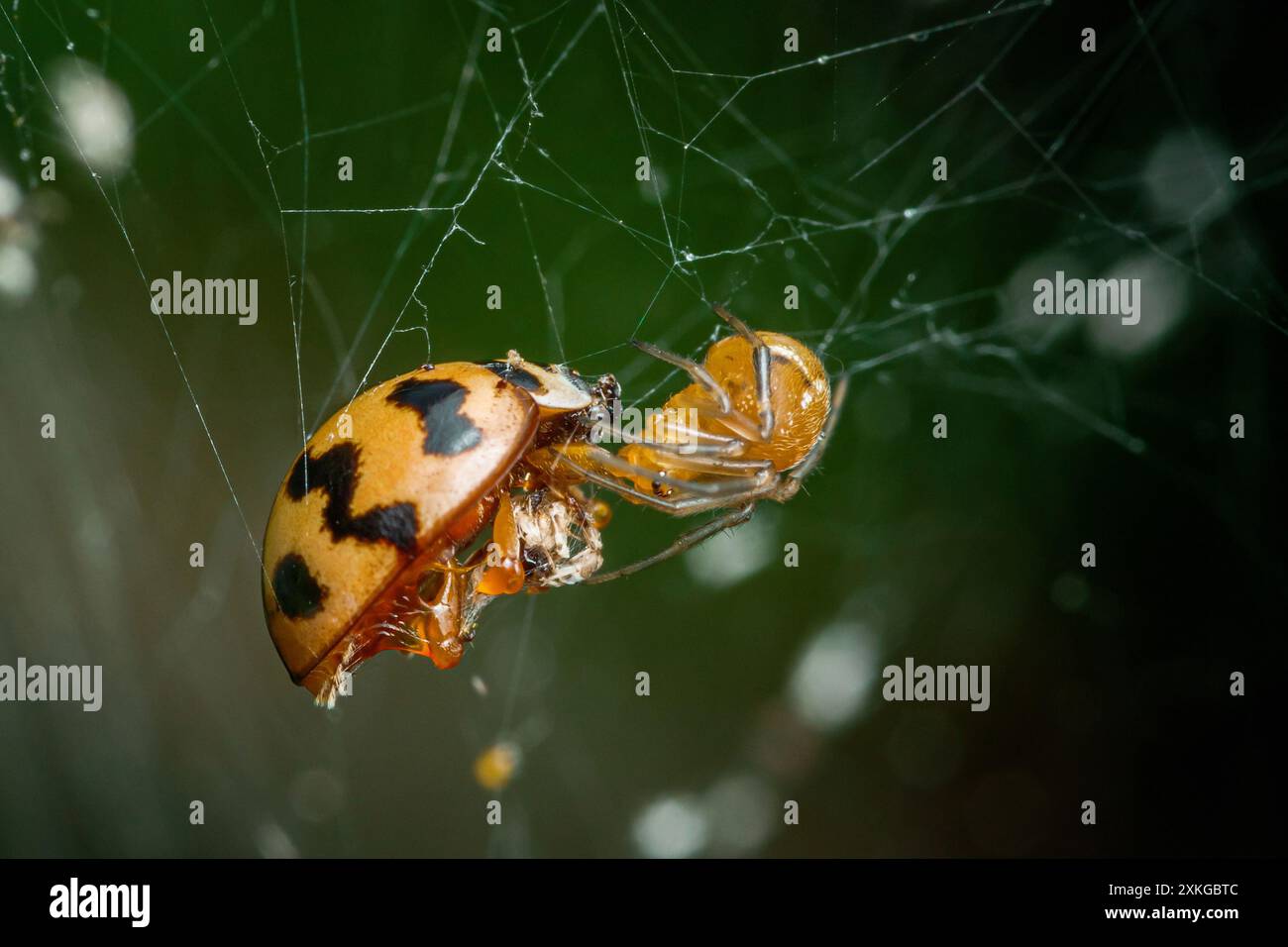 Eine gewöhnliche Hausspinne (parasteatoda tepidariorum) mit Beute, Insektenfoto und schwarzem Hintergrund. Stockfoto