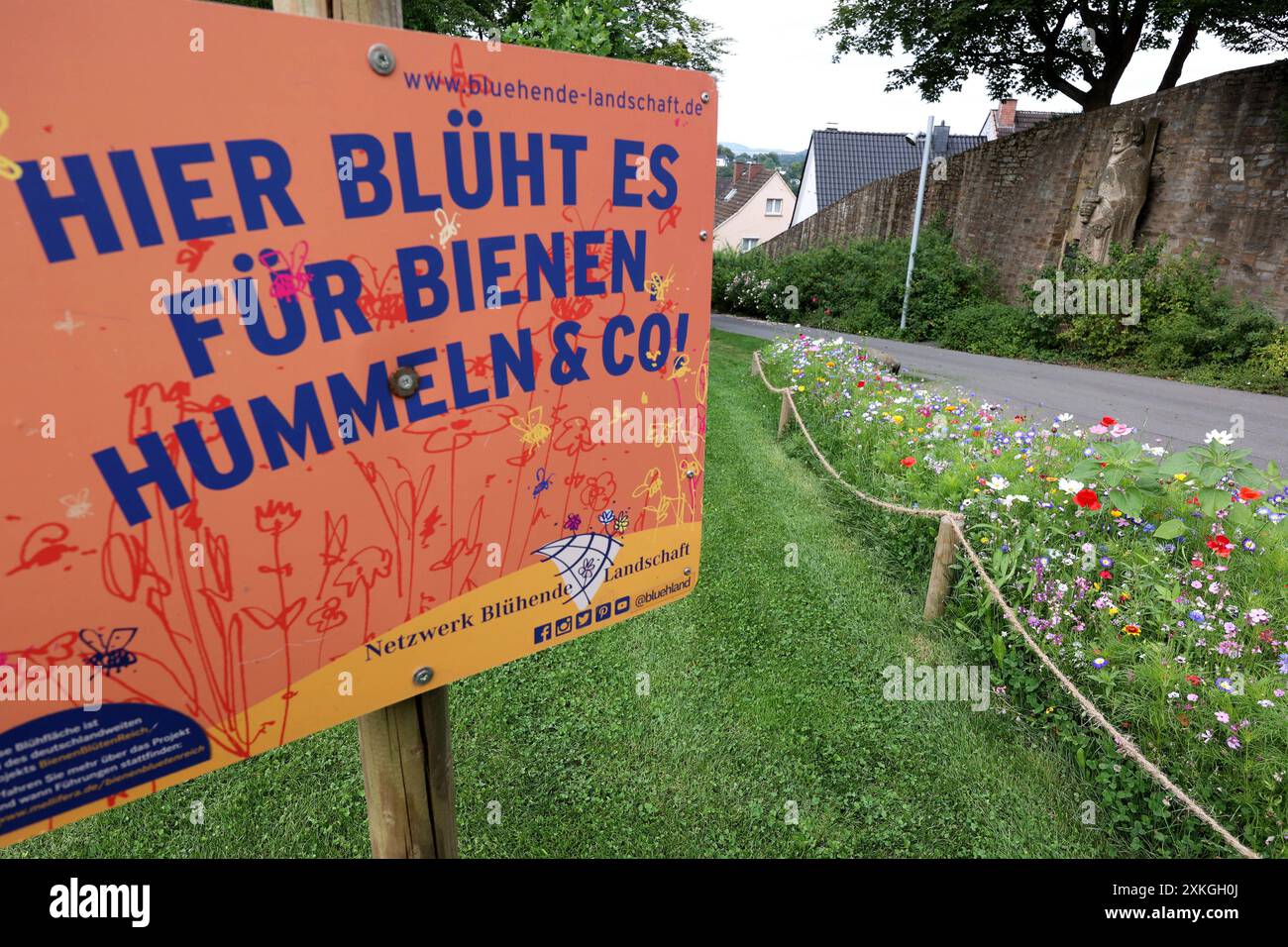 Ein Schild mit der Aufschrift: Hier blueht blüht es für Bienen, Hummeln & Co Netzwerk bluehende blühende Landschaft. Wildblumen bluehen blühen farbenfroh im Schlosspark vom Oberen Schloss in der Siegener Oberstadt. Sommer im Siegerland am 23.07.2024 in Siegen/Deutschland. *** Ein Schild mit der Inschrift hier blüht es für Bienen, Bummeln Co Netzwerk blühende blühende Landschaft Wildblumen blhen blhen blühen bunt im Schlosspark des Oberschlosses im Sieger Oberstadtsommer im Siegerland am 23 07 2024 in Siegen Stockfoto