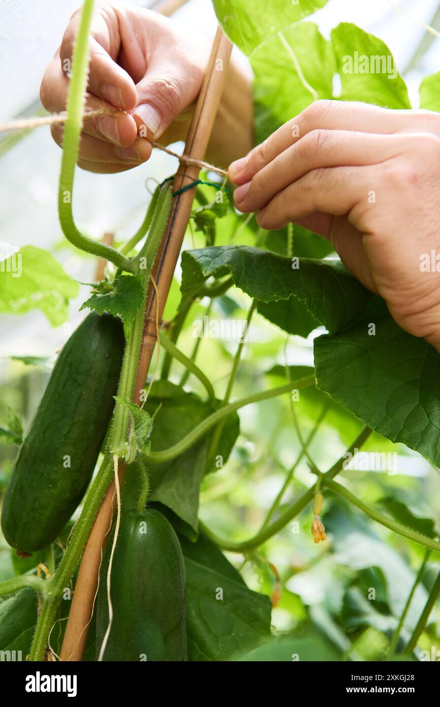 Nahaufnahme der Hände, die eine Gurkenpflanze an eine Holzstütze in einem Gewächshausgarten binden, wodurch gesundes Wachstum und vertikale Gartenarbeit gefördert werden. Stockfoto