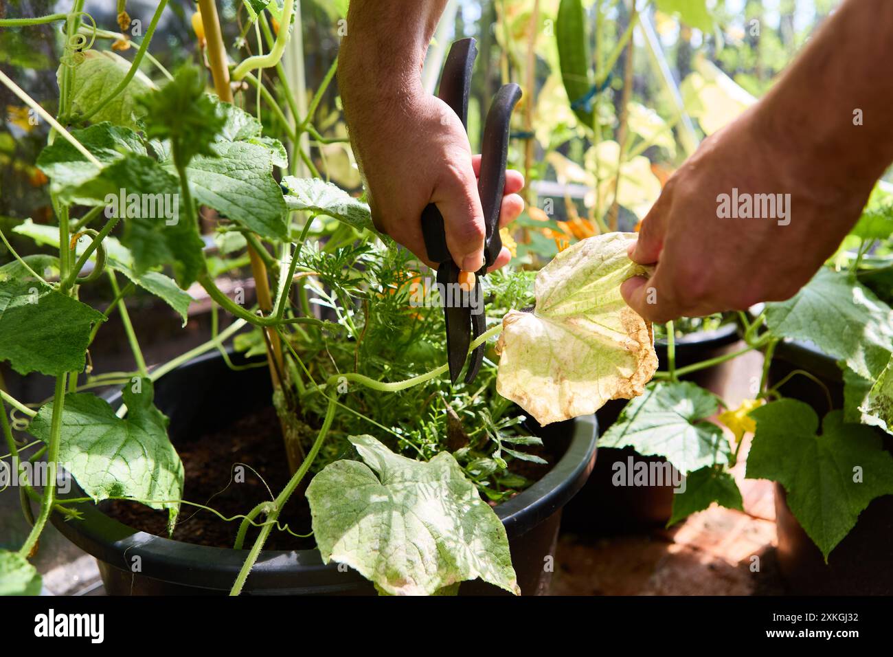 Nahaufnahme der Hände, die eine Pflanze in einem Gemüsegarten beschneiden, wobei das gesunde Wachstum und die Pflege im Garten betont werden. Stockfoto