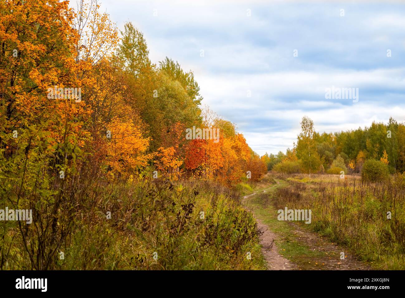 Herbstliche Waldlandschaft mit Wanderweg und blauem bewölktem Himmel. Stockfoto