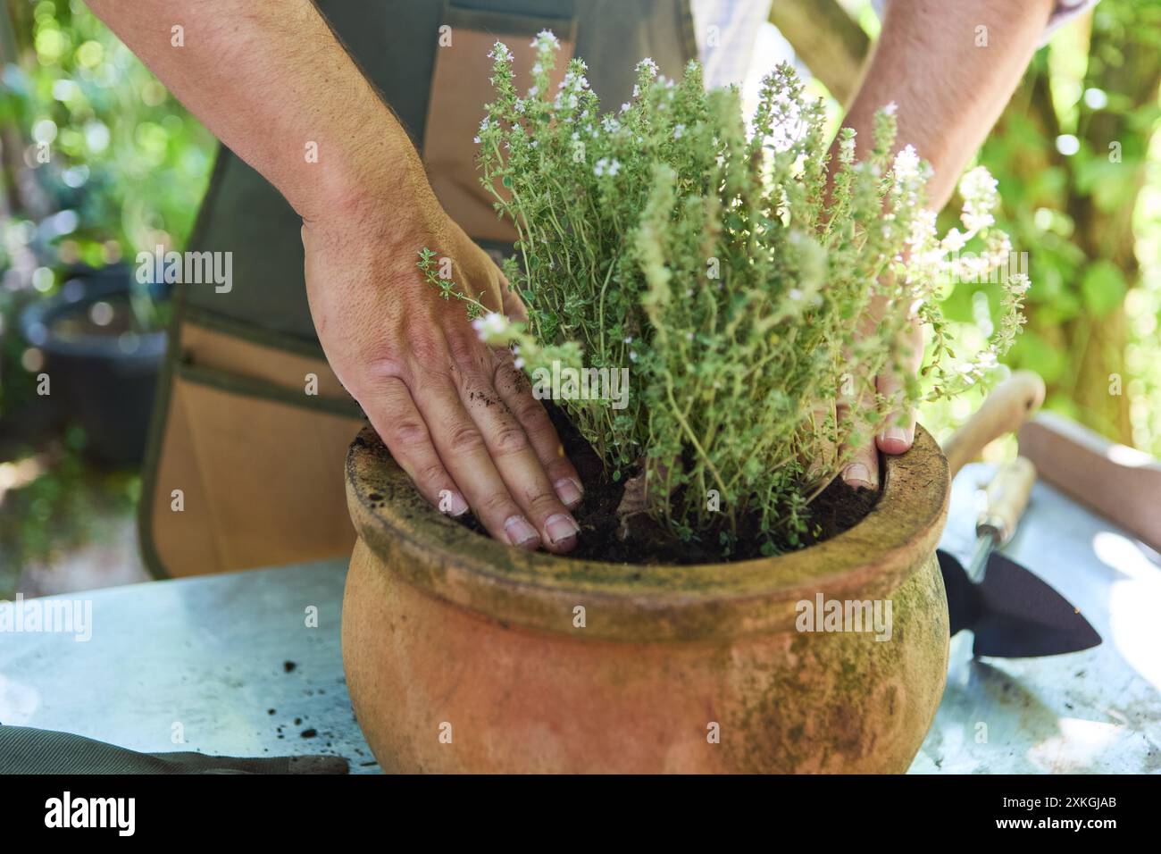 Nahaufnahme der Hände, die Thymian vorsichtig in einen rustikalen Topf Pflanzen, wobei die Techniken der Gartenarbeit und der pflegende Aspekt der Gartenarbeit im Freien vorgestellt werden. Stockfoto