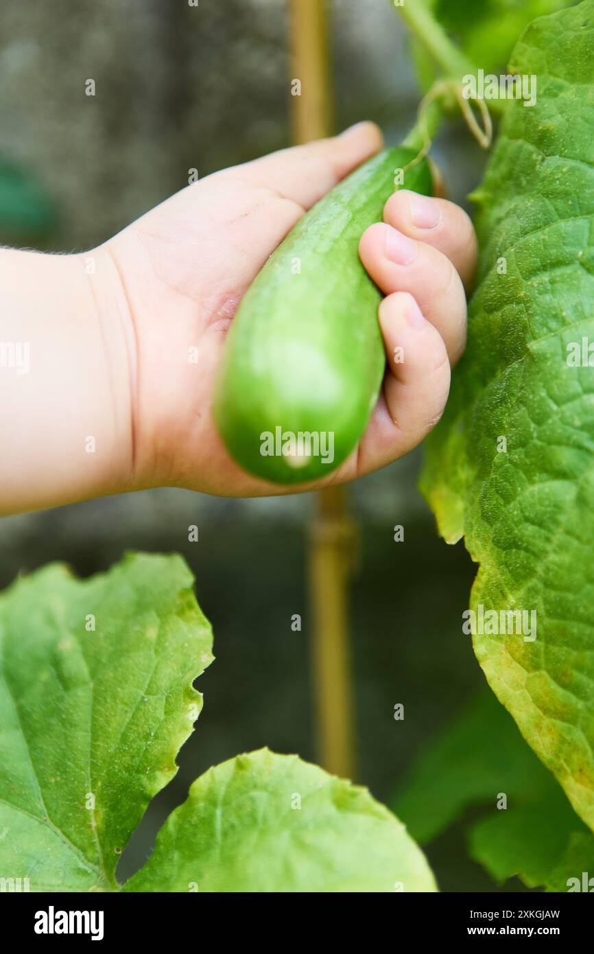 Nahaufnahme eines Kindes, das während der Gartenarbeit eine frische Gurke hält. Fängt die Freude an der Ernte und dem Anbau von Gemüse ein. Stockfoto