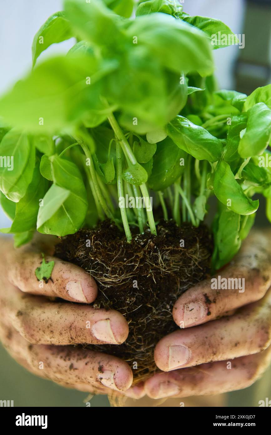 Nahaufnahme der schmutzigen Hände des Gärtners, die eine frische Basilikumpflanze mit ihren Wurzeln halten, die Wachstum, Natur und die Freude an der Gartenarbeit symbolisiert. Stockfoto