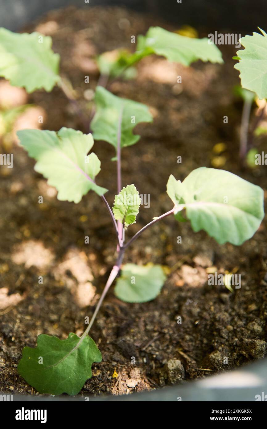 Nahaufnahme von jungen Kohl-Setzlingen in einem Garten, die ein gesundes Wachstum in reichem Boden hervorheben. Stockfoto