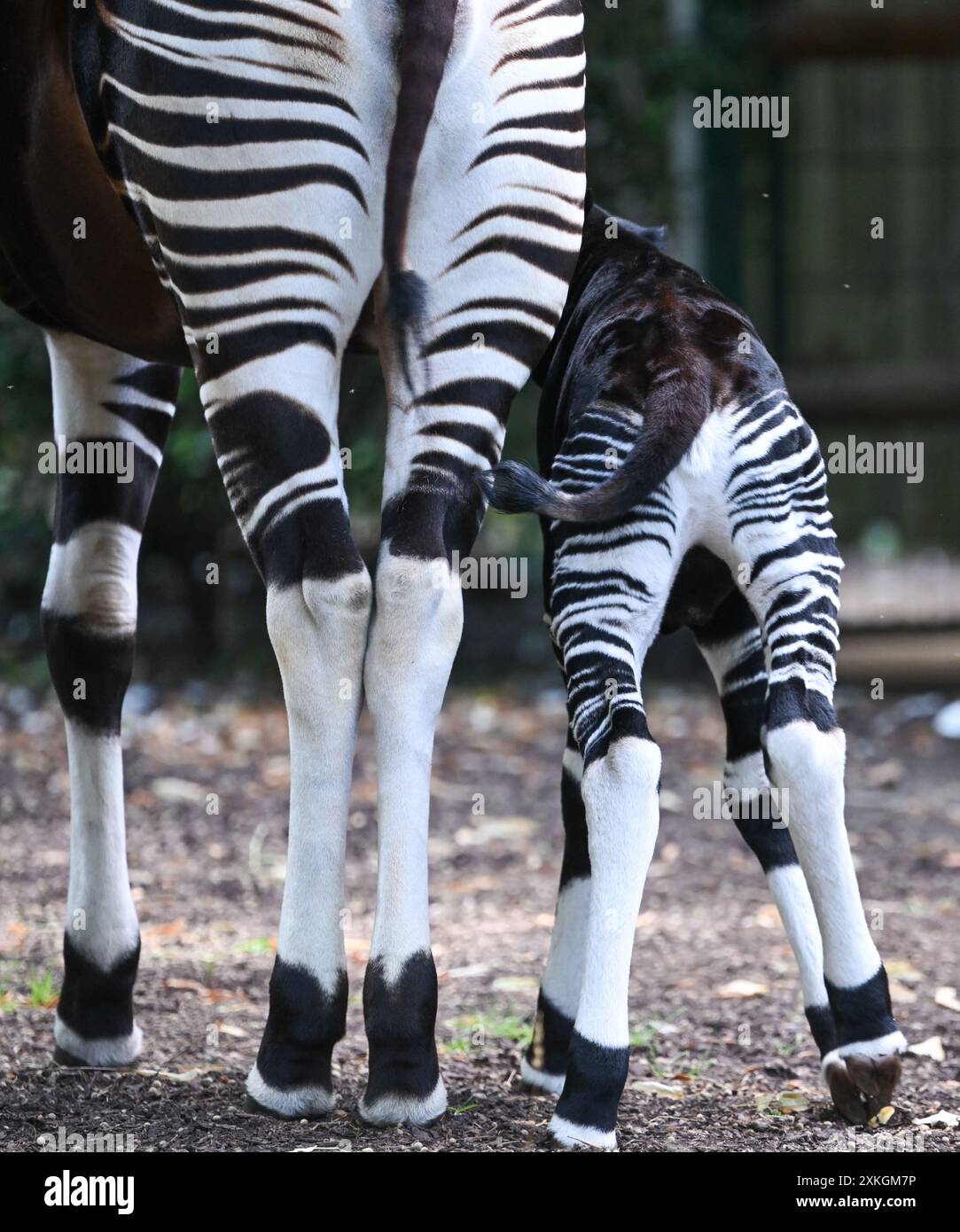 23. Juli 2024, Hessen, Frankfurt/Main: Ein junger Okapi, der vor etwa zwei Wochen geboren wurde, folgt seiner Mutter Imami im Freigehege des Frankfurter Zoos. Die Braunwaldgiraffen gelten als stark gefährdet und sind in Zentralafrika beheimatet. Der Nachwuchs ist vermutlich ein Weibchen. Die Mutter kam im Februar bereits schwanger aus dem Kölner Zoo nach Frankfurt. Foto: Arne Dedert/dpa Stockfoto