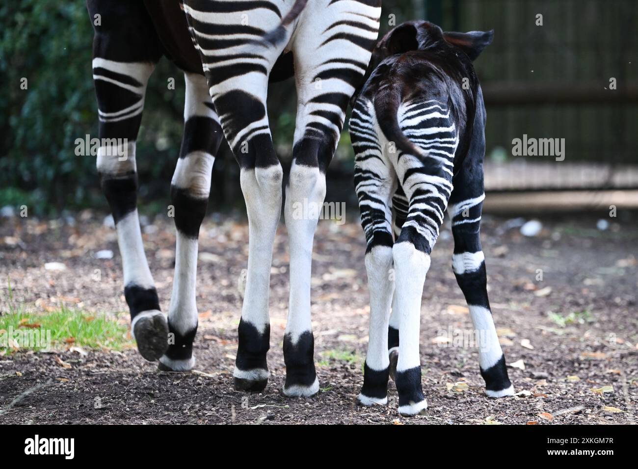 23. Juli 2024, Hessen, Frankfurt/Main: Ein junger Okapi, der vor etwa zwei Wochen geboren wurde, folgt seiner Mutter Imami im Freigehege des Frankfurter Zoos. Die Braunwaldgiraffen gelten als stark gefährdet und sind in Zentralafrika beheimatet. Der Nachwuchs ist vermutlich ein Weibchen. Die Mutter kam im Februar bereits schwanger aus dem Kölner Zoo nach Frankfurt. Foto: Arne Dedert/dpa Stockfoto