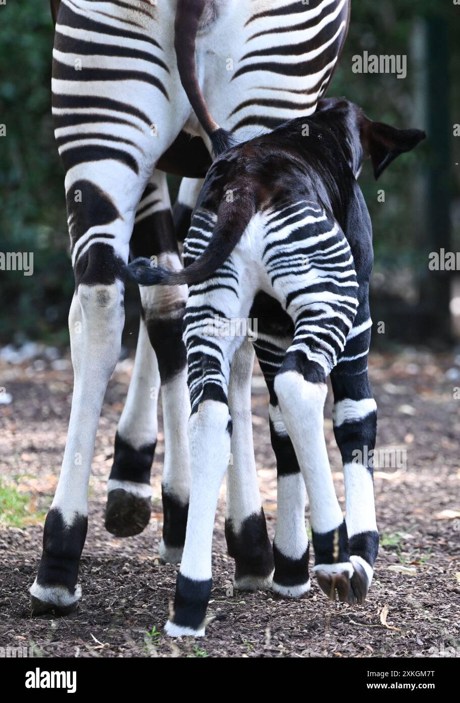 23. Juli 2024, Hessen, Frankfurt/Main: Ein junger Okapi, der vor etwa zwei Wochen geboren wurde, folgt seiner Mutter Imami im Freigehege des Frankfurter Zoos. Die Braunwaldgiraffen gelten als stark gefährdet und sind in Zentralafrika beheimatet. Der Nachwuchs ist vermutlich ein Weibchen. Die Mutter kam im Februar bereits schwanger aus dem Kölner Zoo nach Frankfurt. Foto: Arne Dedert/dpa Stockfoto