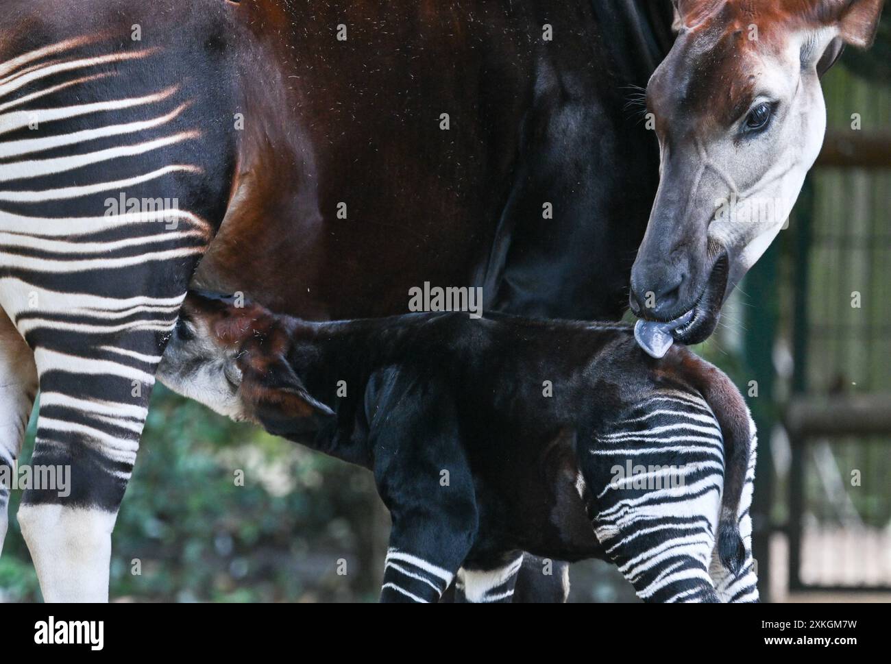 23. Juli 2024, Hessen, Frankfurt/Main: Ein junger Okapi, vor etwa zwei Wochen geboren, trinkt von seiner Mutter Imami im Freigehege des Frankfurter Zoos. Die Braunwaldgiraffen gelten als stark gefährdet und sind in Zentralafrika beheimatet. Der Nachwuchs ist vermutlich ein Weibchen. Die Mutter kam im Februar bereits schwanger aus dem Kölner Zoo nach Frankfurt. Foto: Arne Dedert/dpa Stockfoto