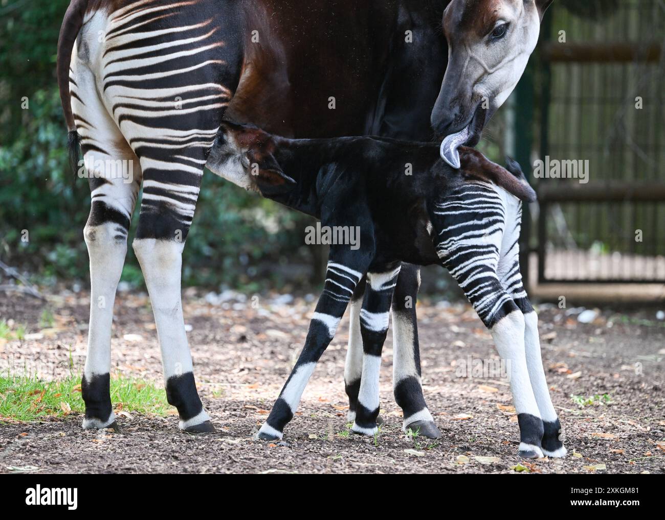 23. Juli 2024, Hessen, Frankfurt/Main: Ein junger Okapi, vor etwa zwei Wochen geboren, trinkt von seiner Mutter Imami im Freigehege des Frankfurter Zoos. Die Braunwaldgiraffen gelten als stark gefährdet und sind in Zentralafrika beheimatet. Der Nachwuchs ist vermutlich ein Weibchen. Die Mutter kam im Februar bereits schwanger aus dem Kölner Zoo nach Frankfurt. Foto: Arne Dedert/dpa Stockfoto