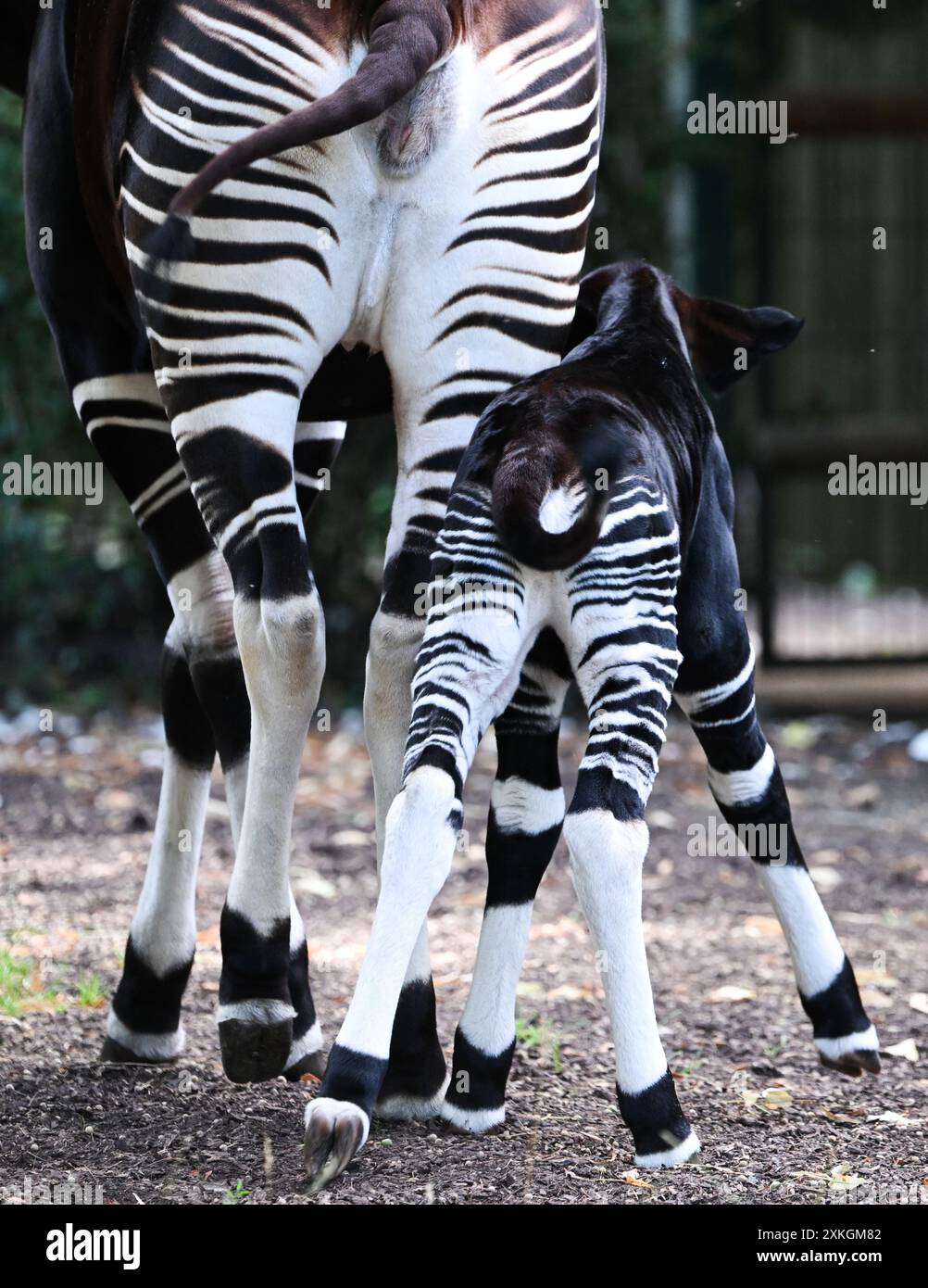 23. Juli 2024, Hessen, Frankfurt/Main: Ein junger Okapi, der vor etwa zwei Wochen geboren wurde, folgt seiner Mutter Imami im Freigehege des Frankfurter Zoos. Die Braunwaldgiraffen gelten als stark gefährdet und sind in Zentralafrika beheimatet. Der Nachwuchs ist vermutlich ein Weibchen. Die Mutter kam im Februar bereits schwanger aus dem Kölner Zoo nach Frankfurt. Foto: Arne Dedert/dpa Stockfoto