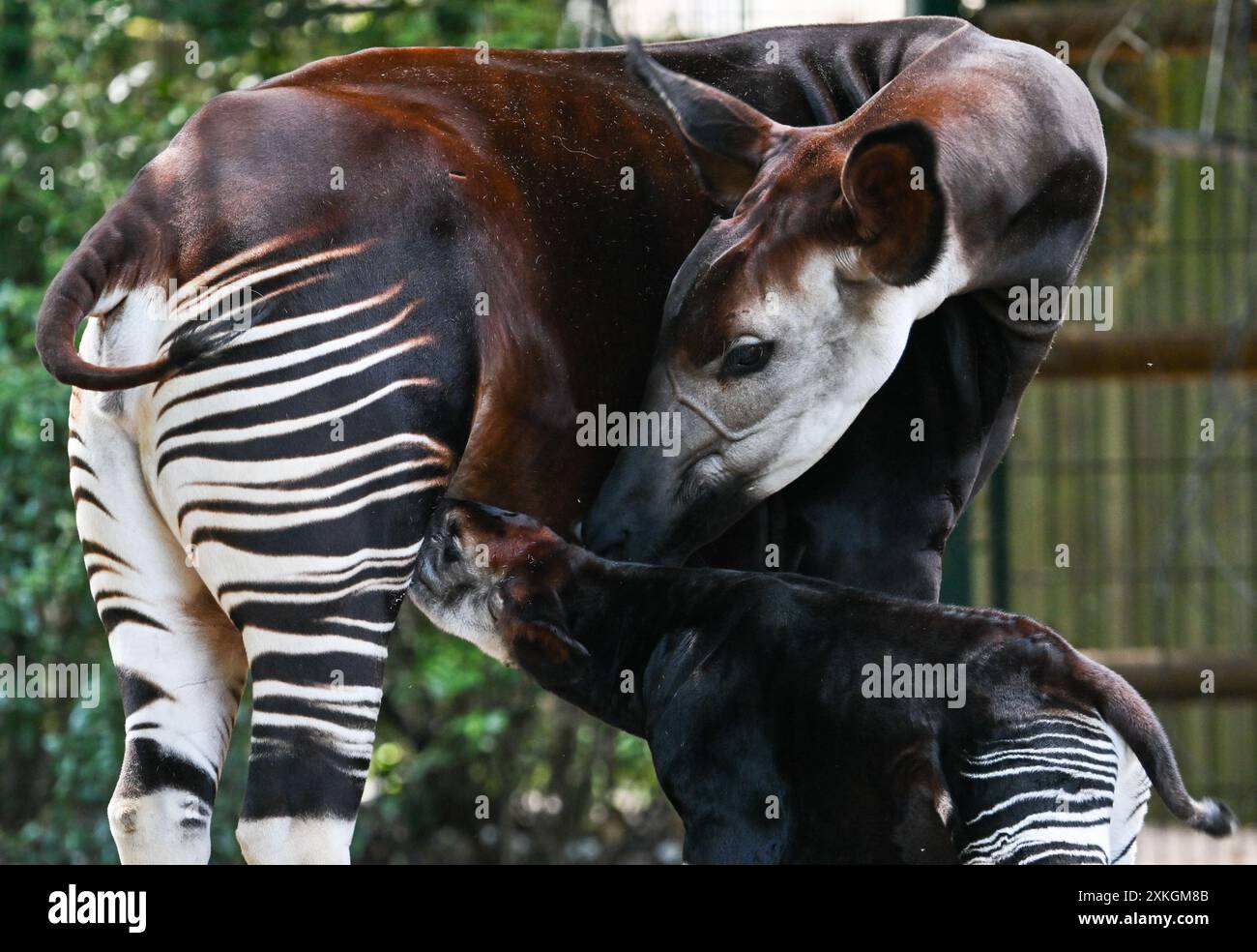 23. Juli 2024, Hessen, Frankfurt/Main: Ein junger Okapi, vor etwa zwei Wochen geboren, trinkt von seiner Mutter Imami im Freigehege des Frankfurter Zoos. Die Braunwaldgiraffen gelten als stark gefährdet und sind in Zentralafrika beheimatet. Der Nachwuchs ist vermutlich ein Weibchen. Die Mutter kam im Februar bereits schwanger aus dem Kölner Zoo nach Frankfurt. Foto: Arne Dedert/dpa Stockfoto