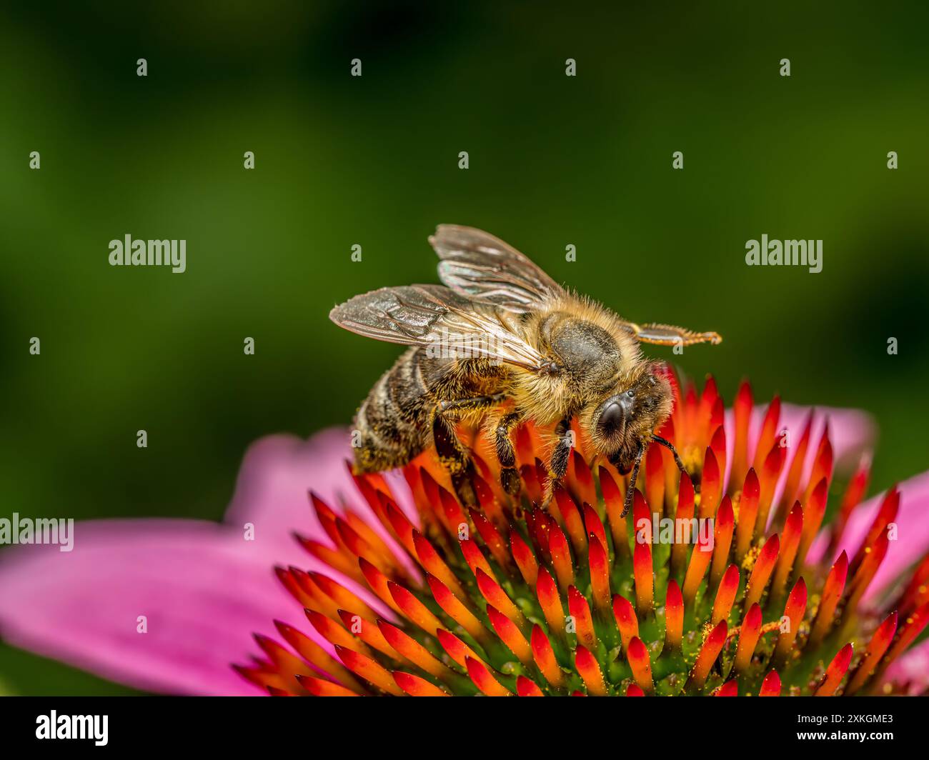 Nahaufnahme von Honigbienen bestäubenden Echinacea-Blüten Stockfoto