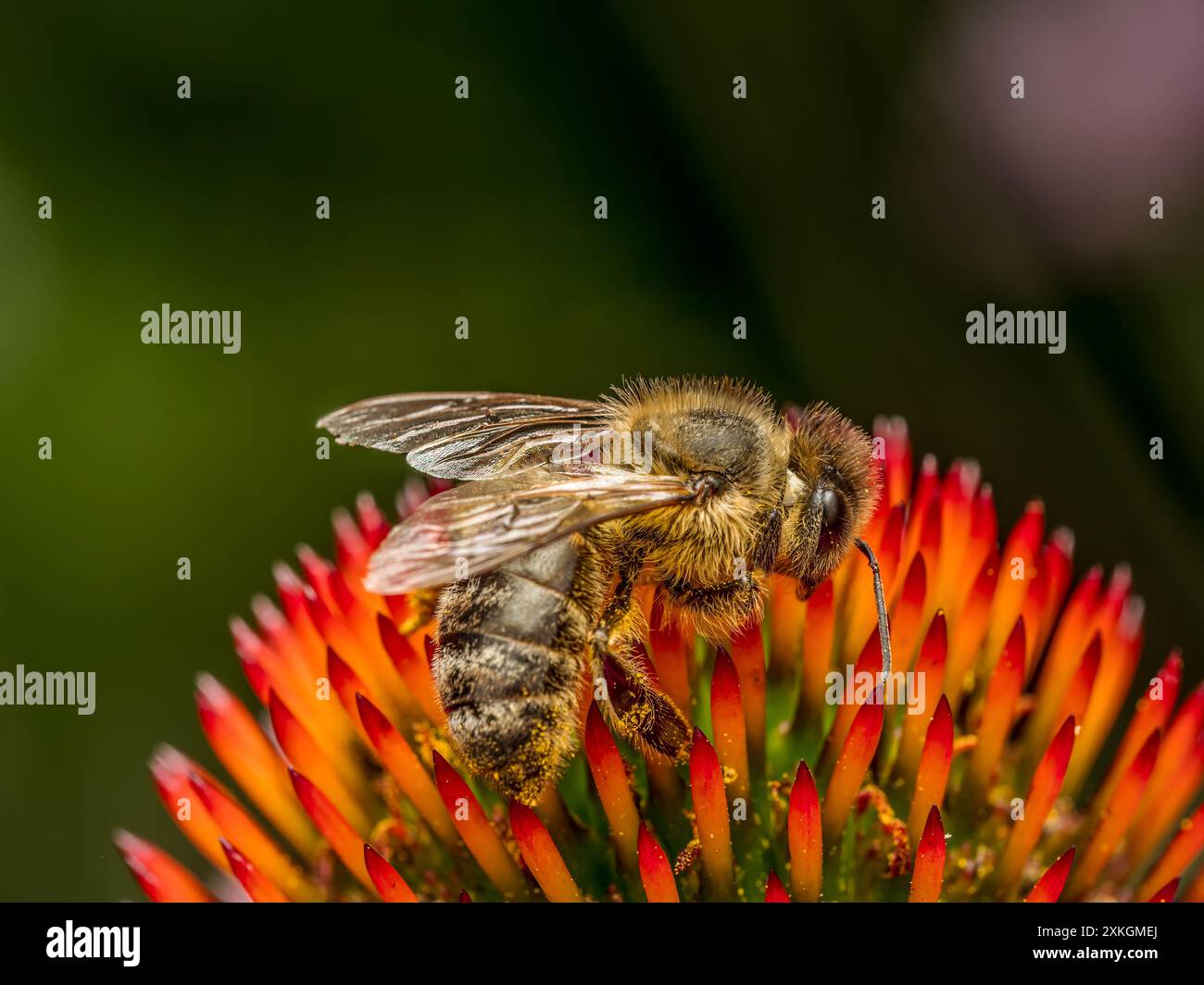 Nahaufnahme von Honigbienen bestäubenden Echinacea-Blüten Stockfoto