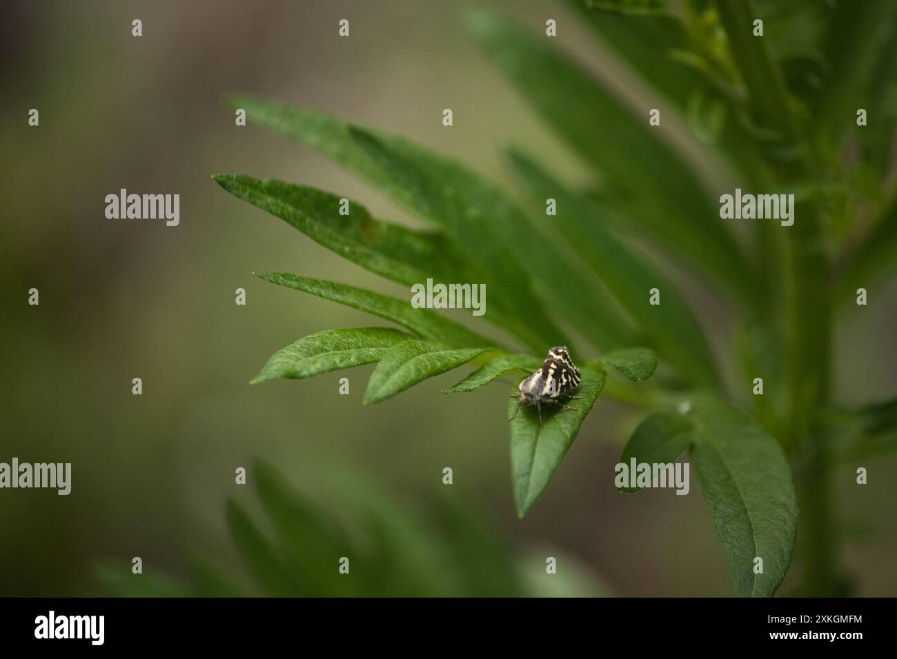 Kleiner gestreifter Schmetterling mit gefalteten Flügeln auf grünen Blättern, Makrofoto Stockfoto
