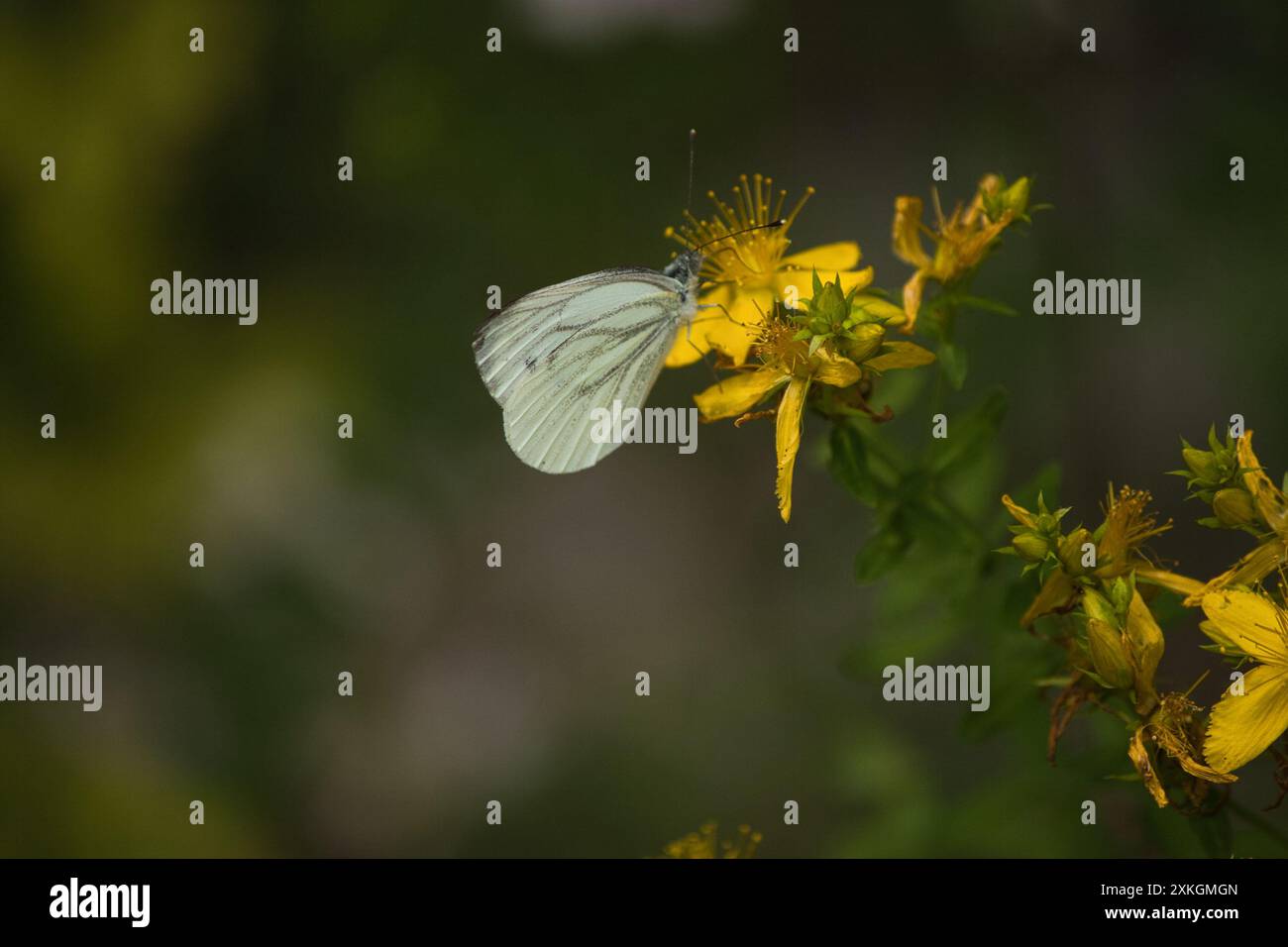 Kleiner weißer Schmetterling auf gelben Blumen, Schmetterling aus nächster Nähe Stockfoto