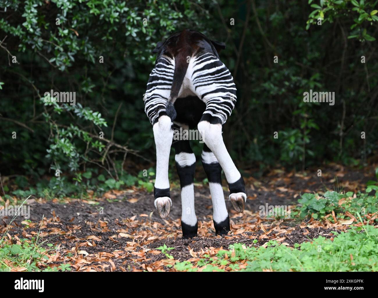 23. Juli 2024, Hessen, Frankfurt/Main: Ein junger Okapi, vor etwa zwei Wochen geboren, läuft durch das Freigehege des Frankfurter Zoos. Die Braunwaldgiraffen gelten als stark gefährdet und sind in Zentralafrika beheimatet. Der Nachwuchs ist vermutlich ein Weibchen. Die Mutter kam im Februar bereits schwanger aus dem Kölner Zoo nach Frankfurt. Foto: Arne Dedert/dpa Stockfoto