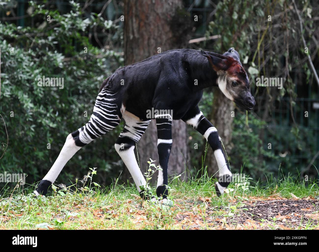 23. Juli 2024, Hessen, Frankfurt/Main: Ein junger Okapi, der vor etwa zwei Wochen geboren wurde, erkundet das Freigehege im Frankfurter Zoo. Die Braunwaldgiraffen gelten als stark gefährdet und sind in Zentralafrika beheimatet. Der Nachwuchs ist vermutlich ein Weibchen. Die Mutter kam im Februar bereits schwanger aus dem Kölner Zoo nach Frankfurt. Foto: Arne Dedert/dpa Stockfoto
