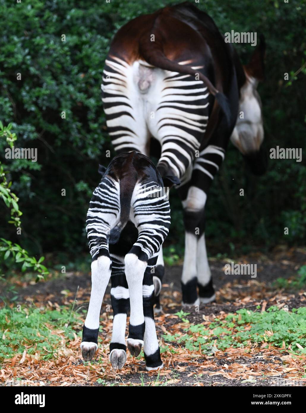 23. Juli 2024, Hessen, Frankfurt/Main: Ein junger Okapi, der vor etwa zwei Wochen geboren wurde, folgt seiner Mutter Imami im Freigehege des Frankfurter Zoos. Die Braunwaldgiraffen gelten als stark gefährdet und sind in Zentralafrika beheimatet. Der Nachwuchs ist vermutlich ein Weibchen. Die Mutter kam im Februar bereits schwanger aus dem Kölner Zoo nach Frankfurt. Foto: Arne Dedert/dpa Stockfoto