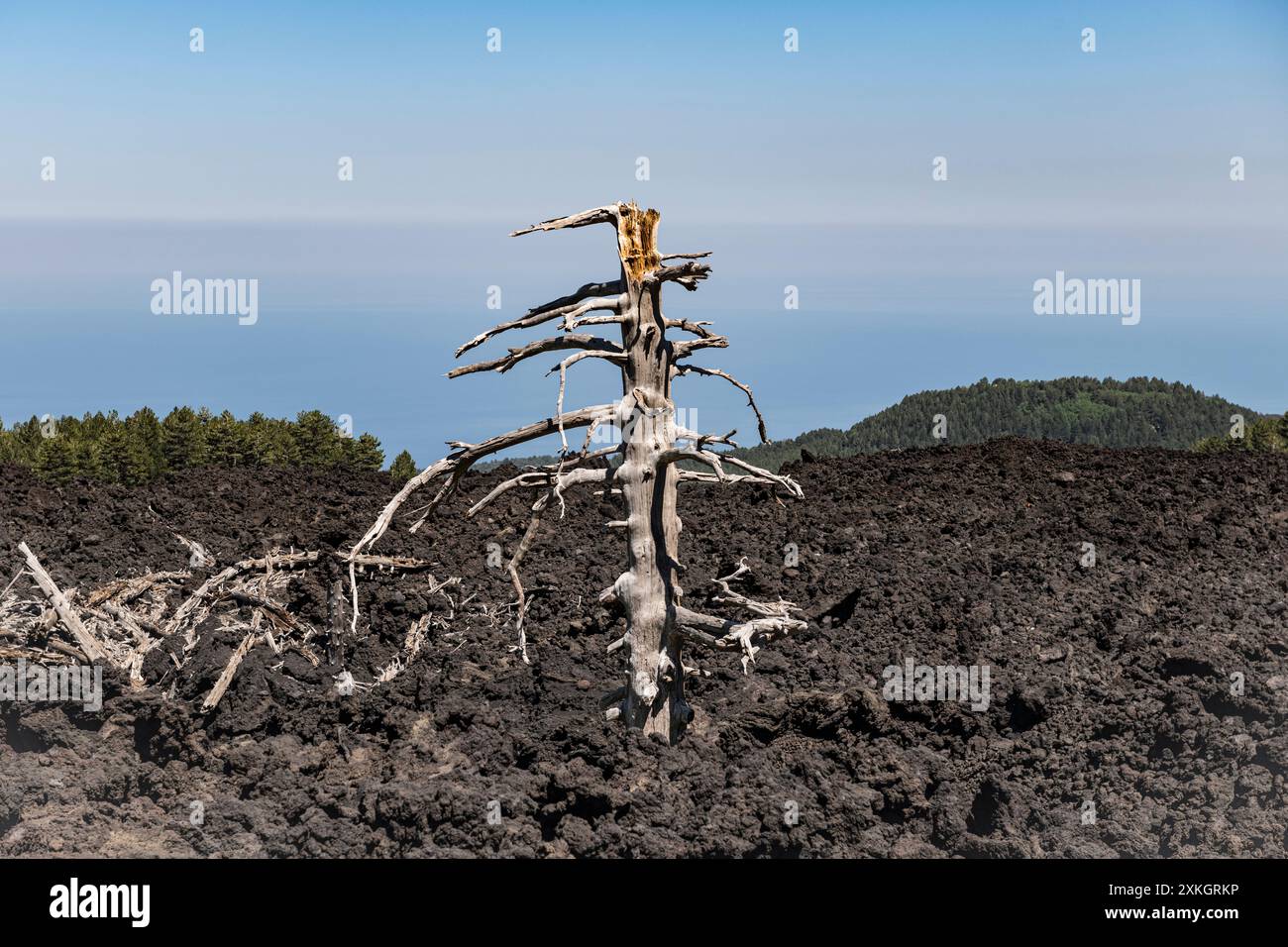 Ein toter Baum, getötet, aber nicht vollständig verbrannt von heißer Lava, steht in einem alten Lavastrom auf dem Ätna, Sizilien. Stockfoto