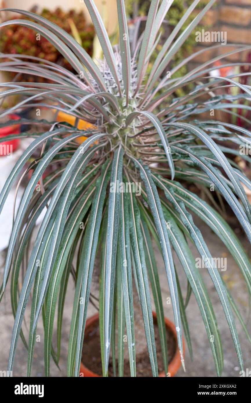 Nahaufnahme einer Madagaskar-Palme in einem Topf Stockfoto