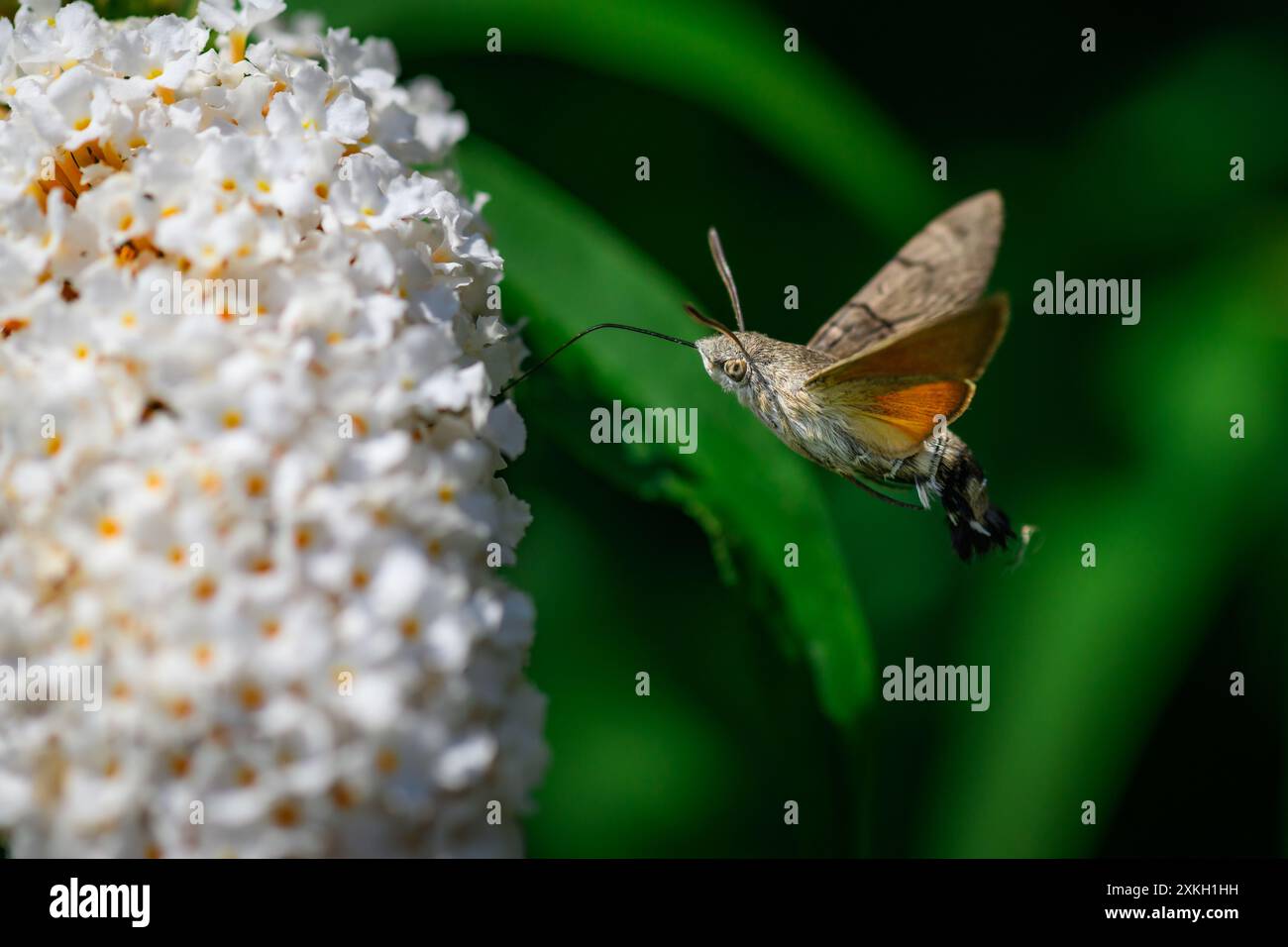 Kolibri Falkenmotte, Macroglossum stellatarum, Makroaufnahme Stockfoto