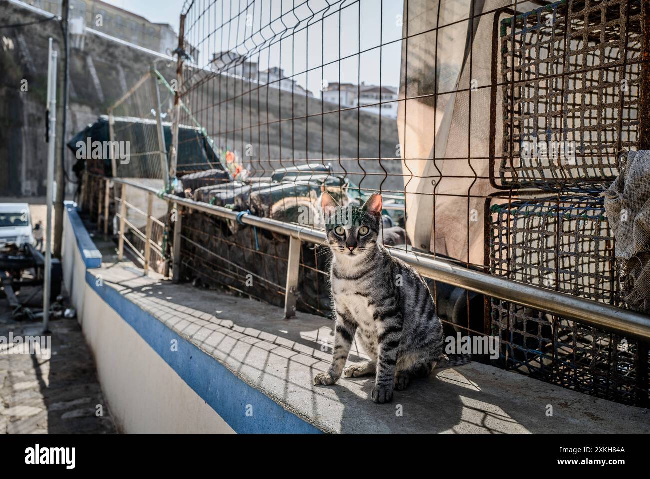 Katze im Hafen von Ericeira Portugal Ericeira Habor Ericeira Portugal Stockfoto