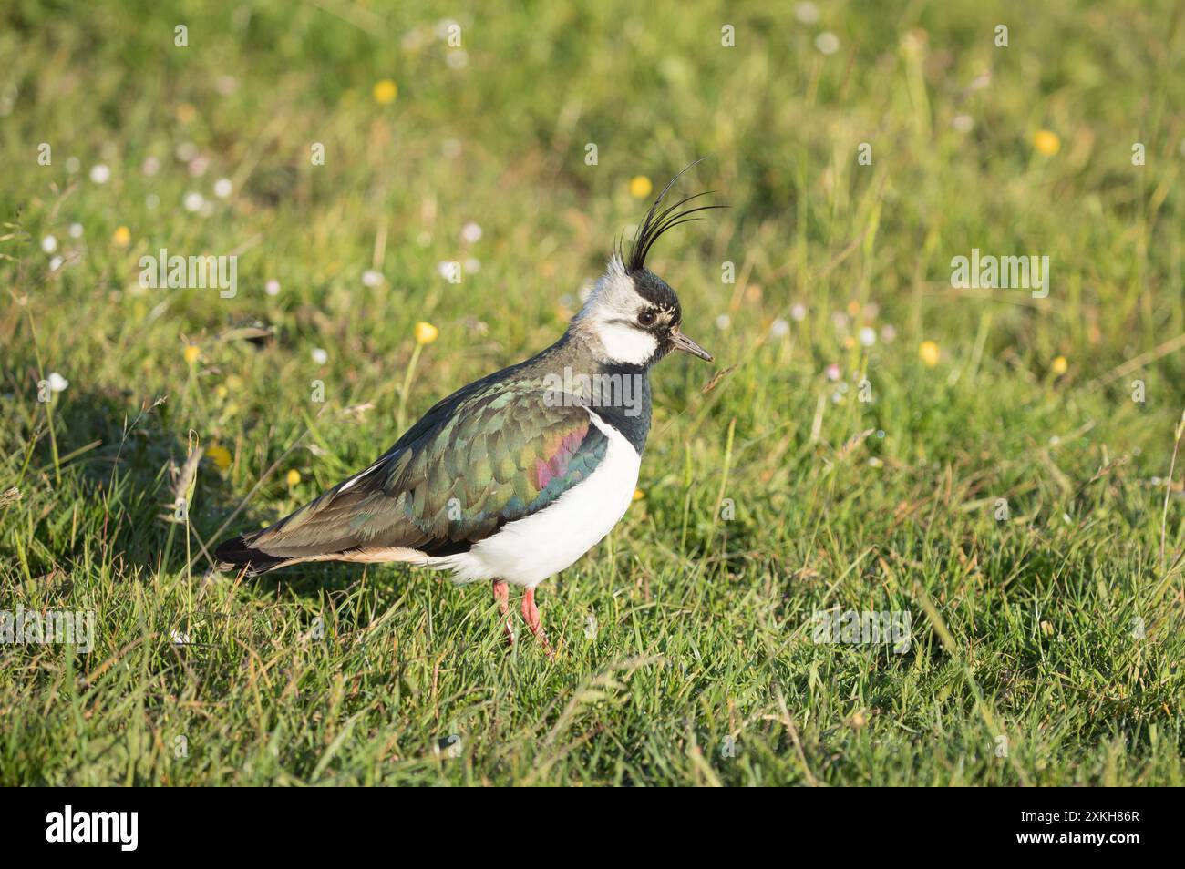 Lapwing, Coverdale, Yorkshire Dales Stockfoto