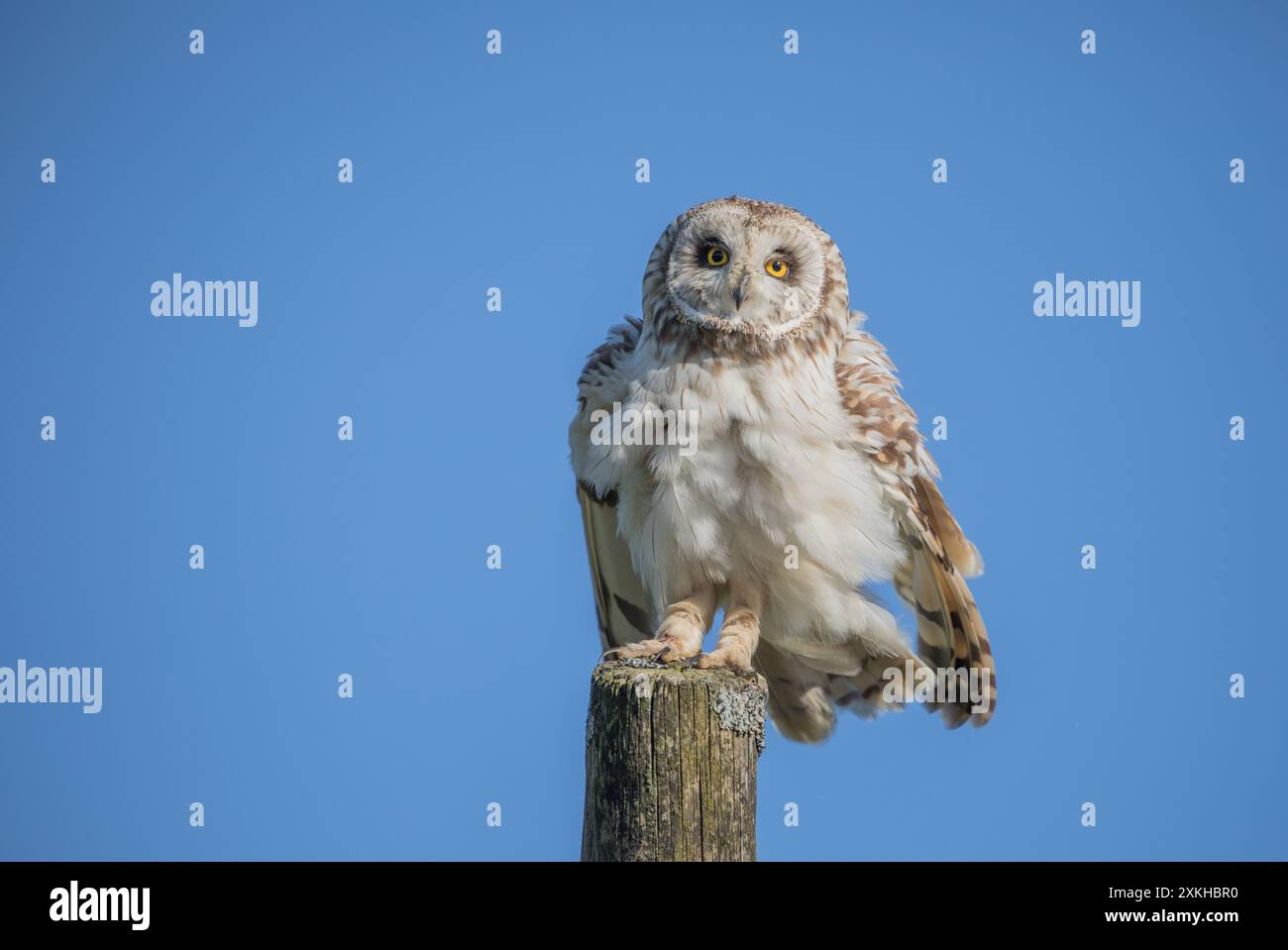 Junge Kurzohr-Eule, Yorkshire Dales Stockfoto