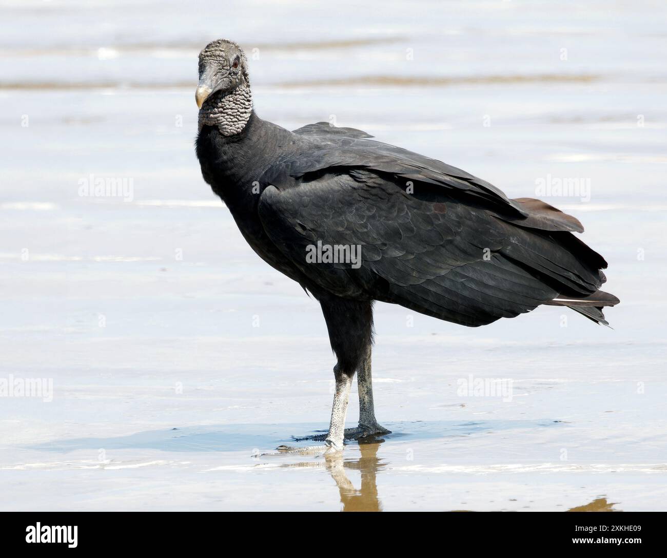Schwarzgeier, Rabengeier, Urubu noir, Coragyps atratus brasiliensis, hollókeselyű, Puerto López, Provinz Manabí, Ecuador, Südamerika Stockfoto