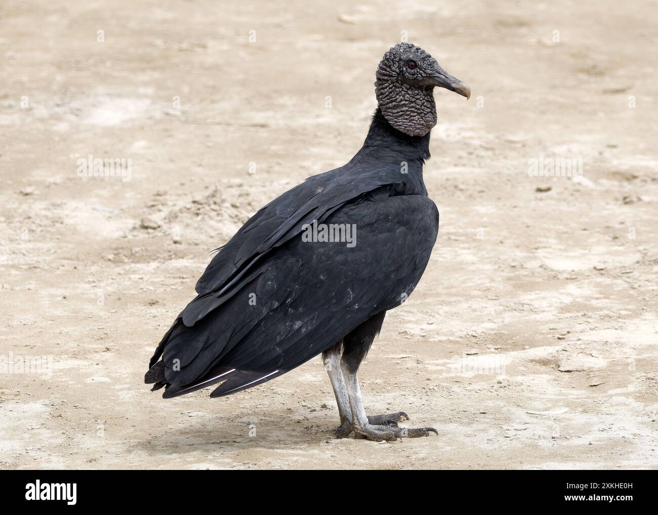 Schwarzgeier, Rabengeier, Urubu noir, Coragyps atratus brasiliensis, hollókeselyű, Puerto López, Provinz Manabí, Ecuador, Südamerika Stockfoto