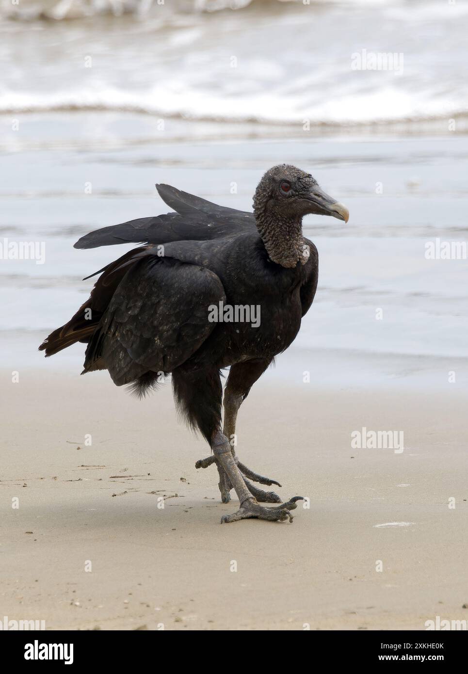 Schwarzgeier, Rabengeier, Urubu noir, Coragyps atratus brasiliensis, hollókeselyű, Puerto López, Provinz Manabí, Ecuador, Südamerika Stockfoto