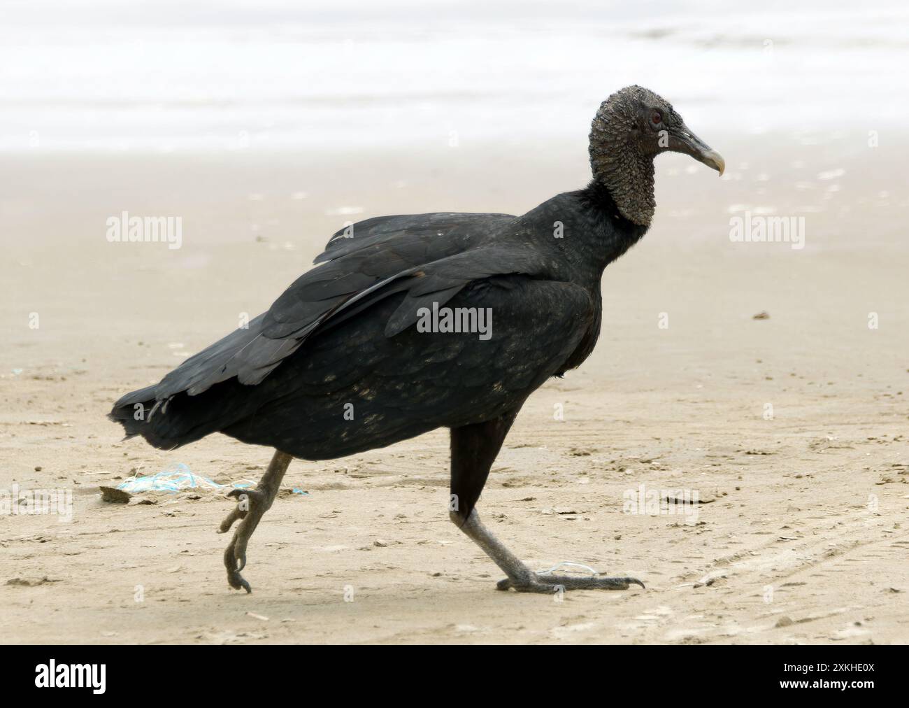 Schwarzgeier, Rabengeier, Urubu noir, Coragyps atratus brasiliensis, hollókeselyű, Puerto López, Provinz Manabí, Ecuador, Südamerika Stockfoto