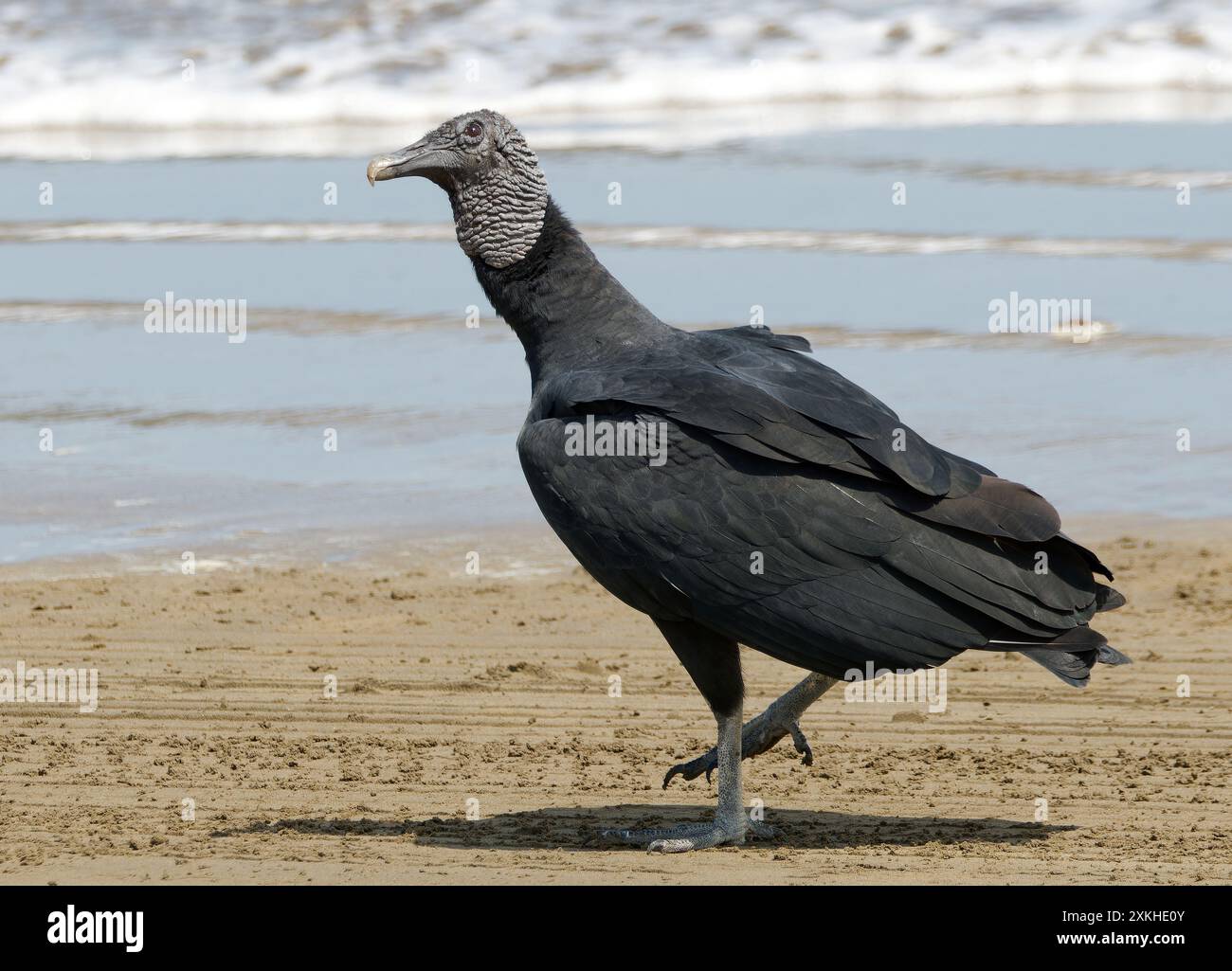 Schwarzgeier, Rabengeier, Urubu noir, Coragyps atratus brasiliensis, hollókeselyű, Puerto López, Provinz Manabí, Ecuador, Südamerika Stockfoto