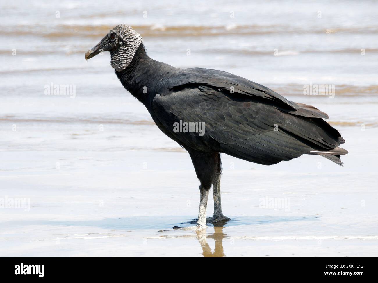 Schwarzgeier, Rabengeier, Urubu noir, Coragyps atratus brasiliensis, hollókeselyű, Puerto López, Provinz Manabí, Ecuador, Südamerika Stockfoto