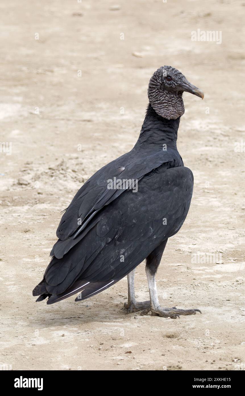 Schwarzgeier, Rabengeier, Urubu noir, Coragyps atratus brasiliensis, hollókeselyű, Puerto López, Provinz Manabí, Ecuador, Südamerika Stockfoto