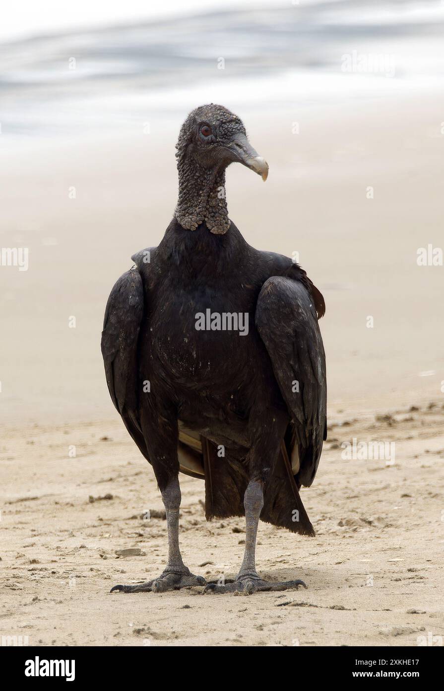 Schwarzgeier, Rabengeier, Urubu noir, Coragyps atratus brasiliensis, hollókeselyű, Puerto López, Provinz Manabí, Ecuador, Südamerika Stockfoto