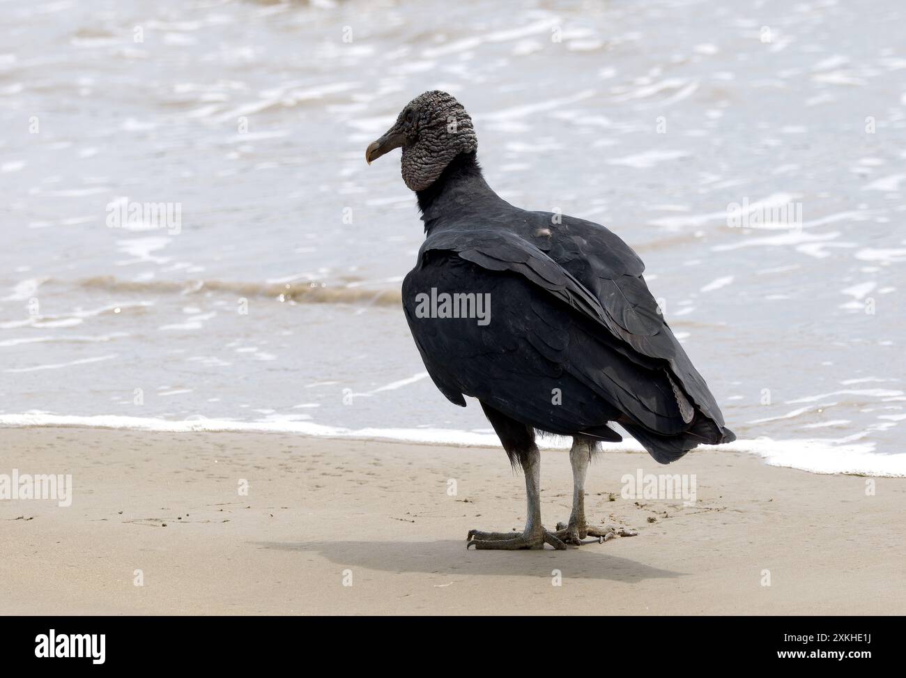 Schwarzgeier, Rabengeier, Urubu noir, Coragyps atratus brasiliensis, hollókeselyű, Puerto López, Provinz Manabí, Ecuador, Südamerika Stockfoto