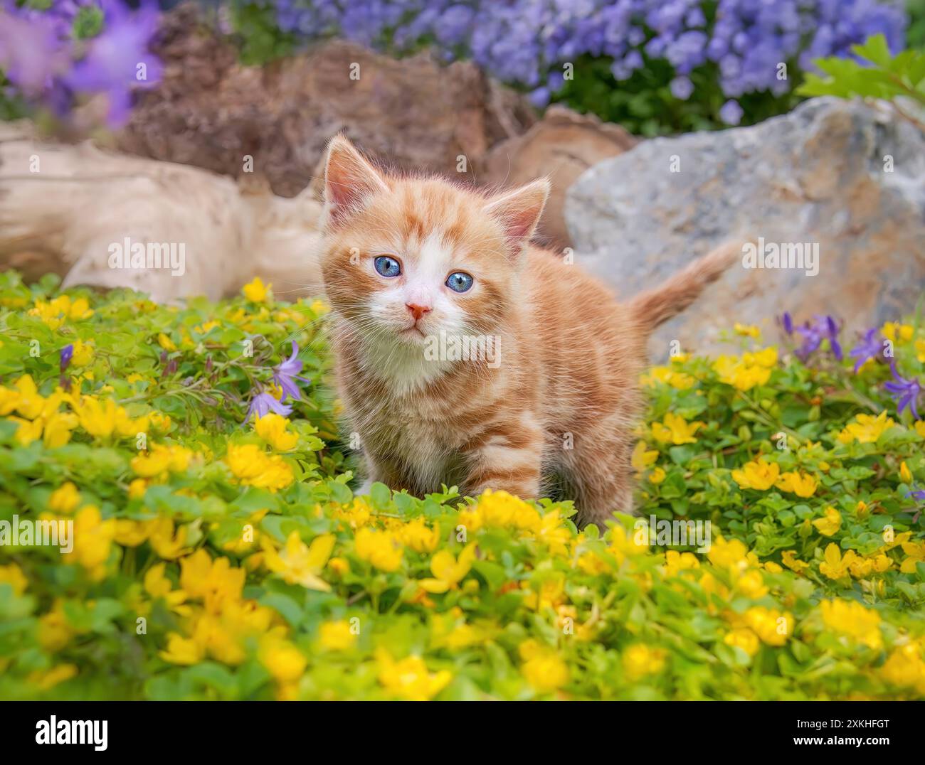 Niedliches rotes Tabby und weißes Katzenbaby, das inmitten gelber Blumen in einem Garten posiert und neugierig mit schönen blauen Augen aussieht Stockfoto