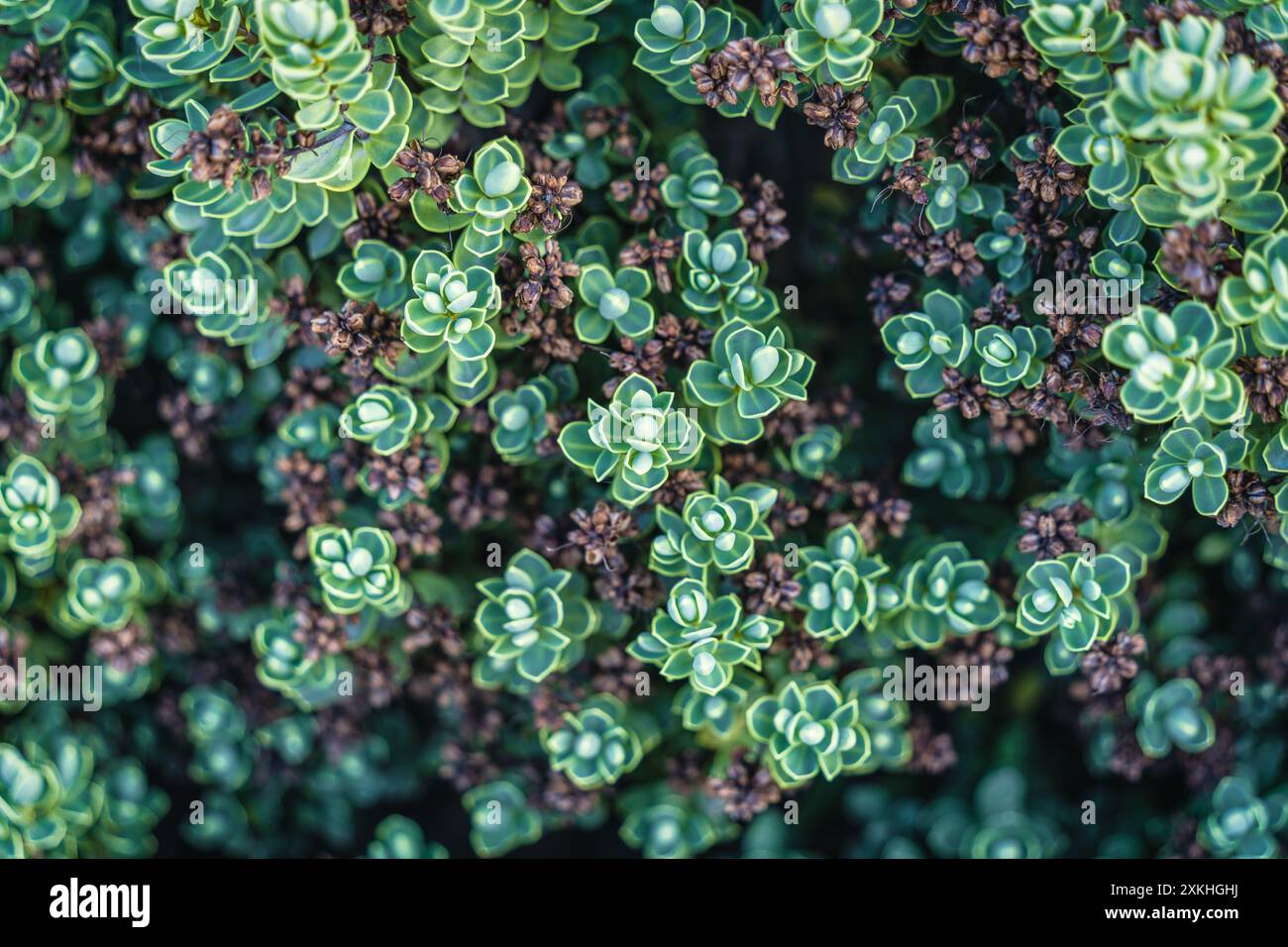Nahaufnahme der grünen Blätter Pflanze Lemon Thymian, Thymus citriodorus, Doone Tal wächst im tropischen Garten Hintergrund Stockfoto